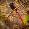 Lejskovec nadherny - Terpsiphone viridis - African Paradise-Flycatcher o1257